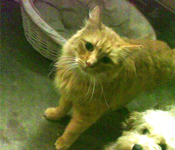 终场哨响前的音符，德特连击谱写争冠交响曲的变调之夜