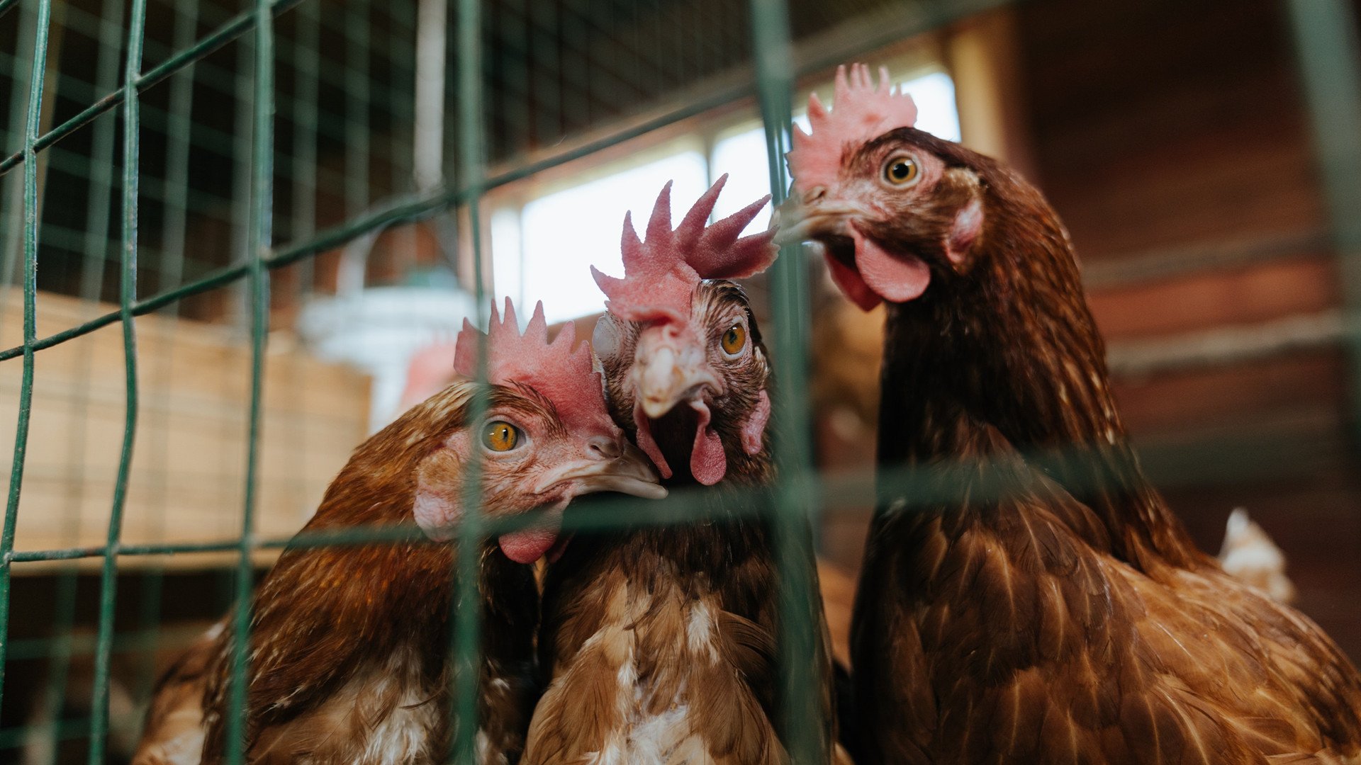 开云体育入口-球场权杖！皮克无解统治力拆解，他让德国战车在门前哑火